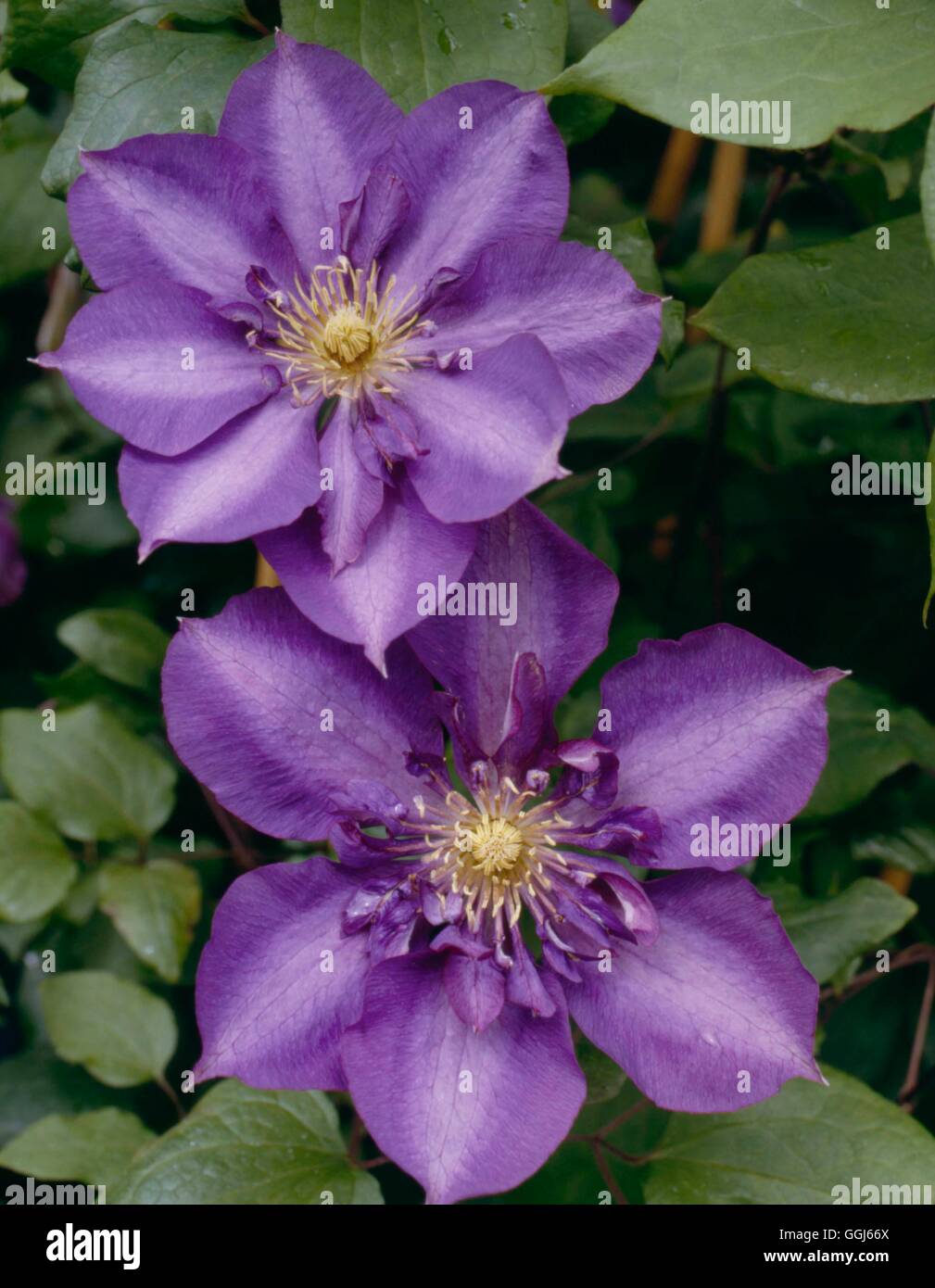Clematis - `Royalty' AGM   CLE014809 Stock Photo